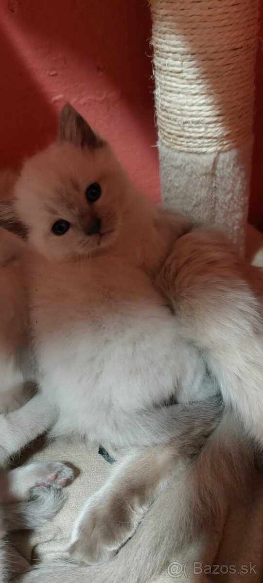 Ragdoll - Michalovce | Bazoš.sk