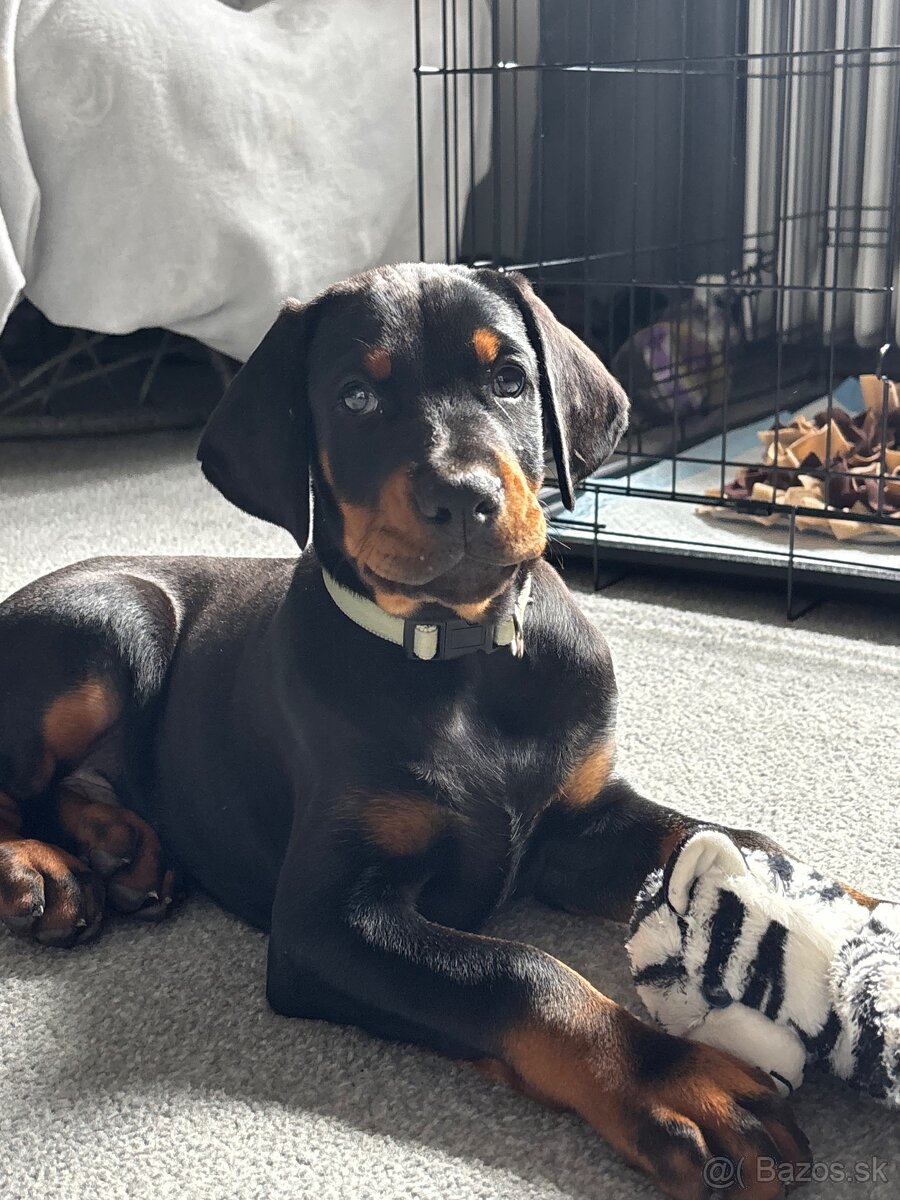 Doberman - 3