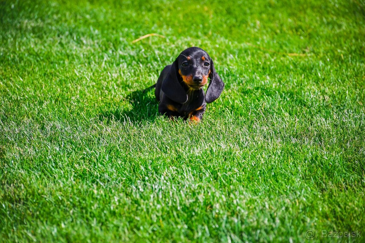 Jazvecik kratkosrsty trpaslici - 3