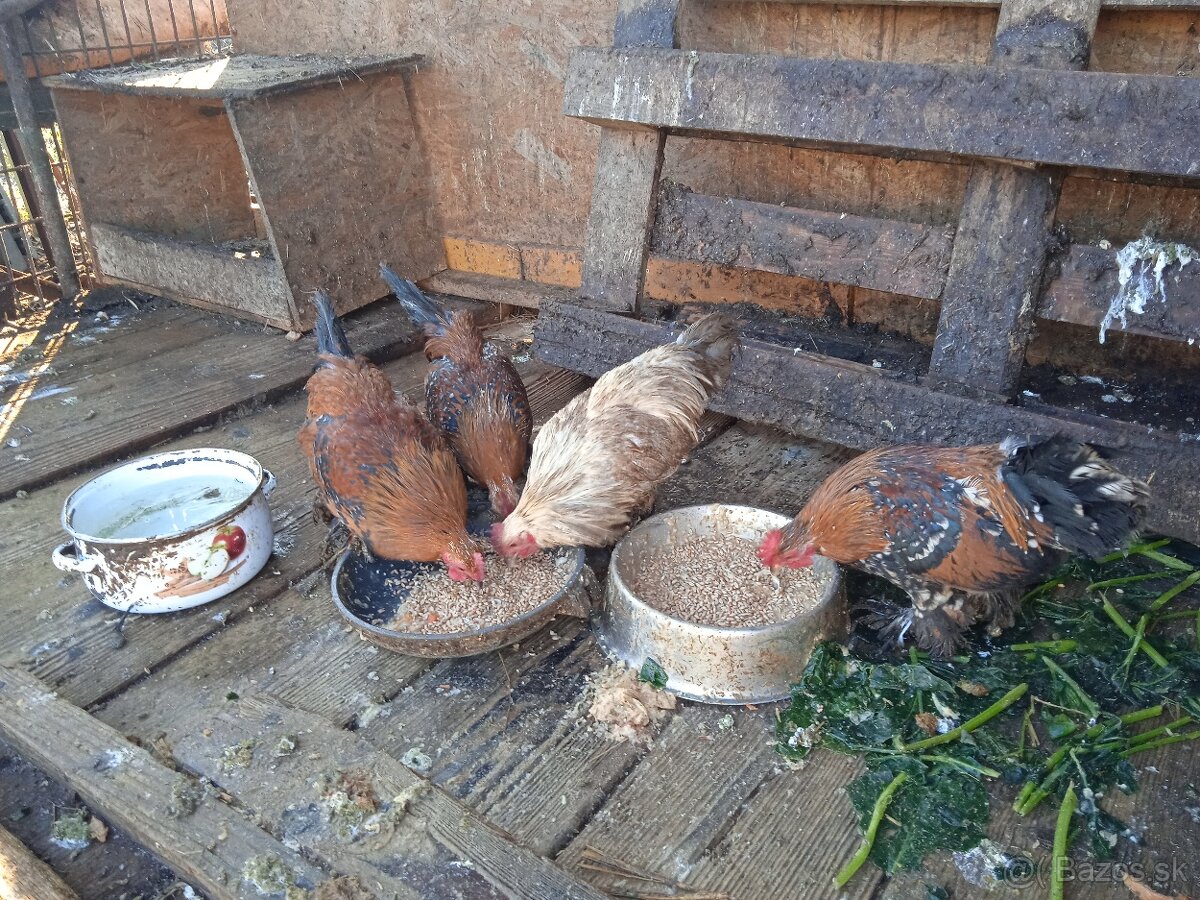 Kohúty Miflerky - 3