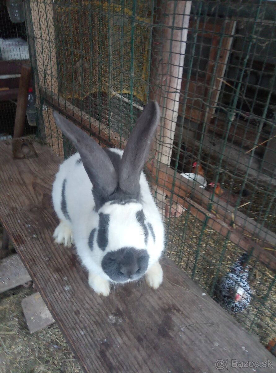 Nemecký obrovitý strakáč - 3