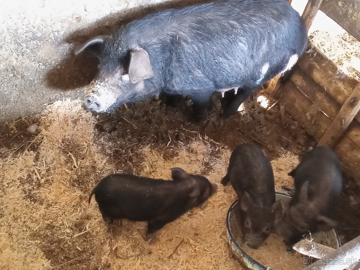 Čínsky klapouchý x vietnam - 3