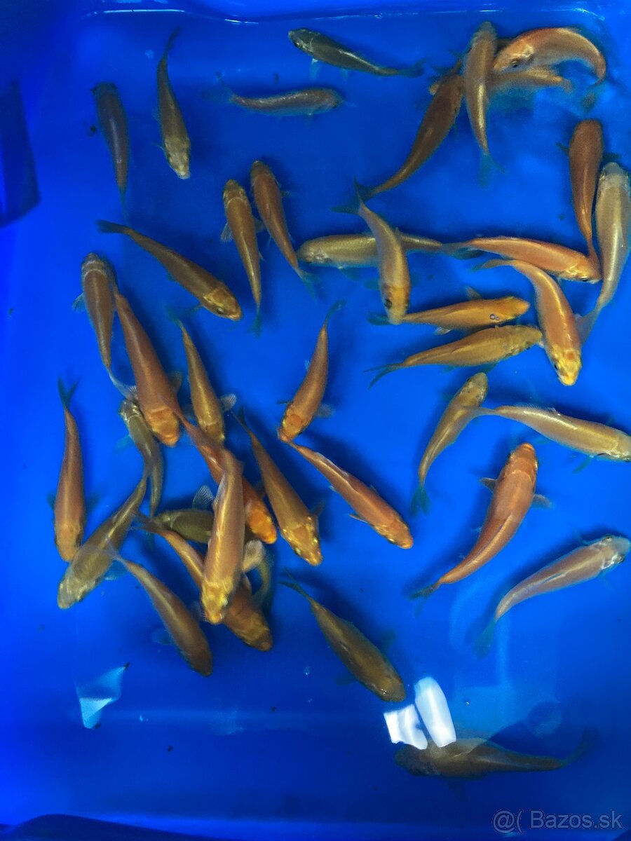 predam KOI kapov - 3