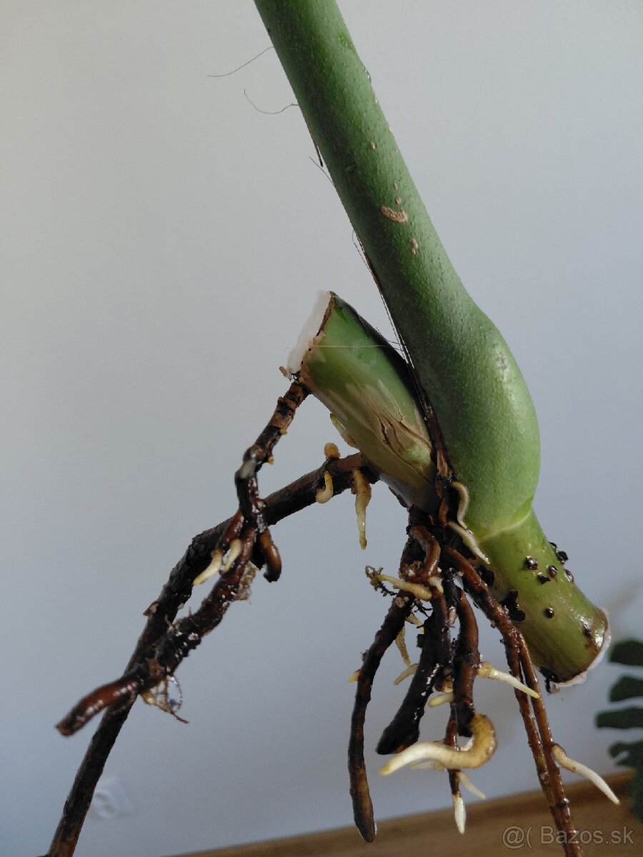 Odrezok monstera deliciosa (3) - 3