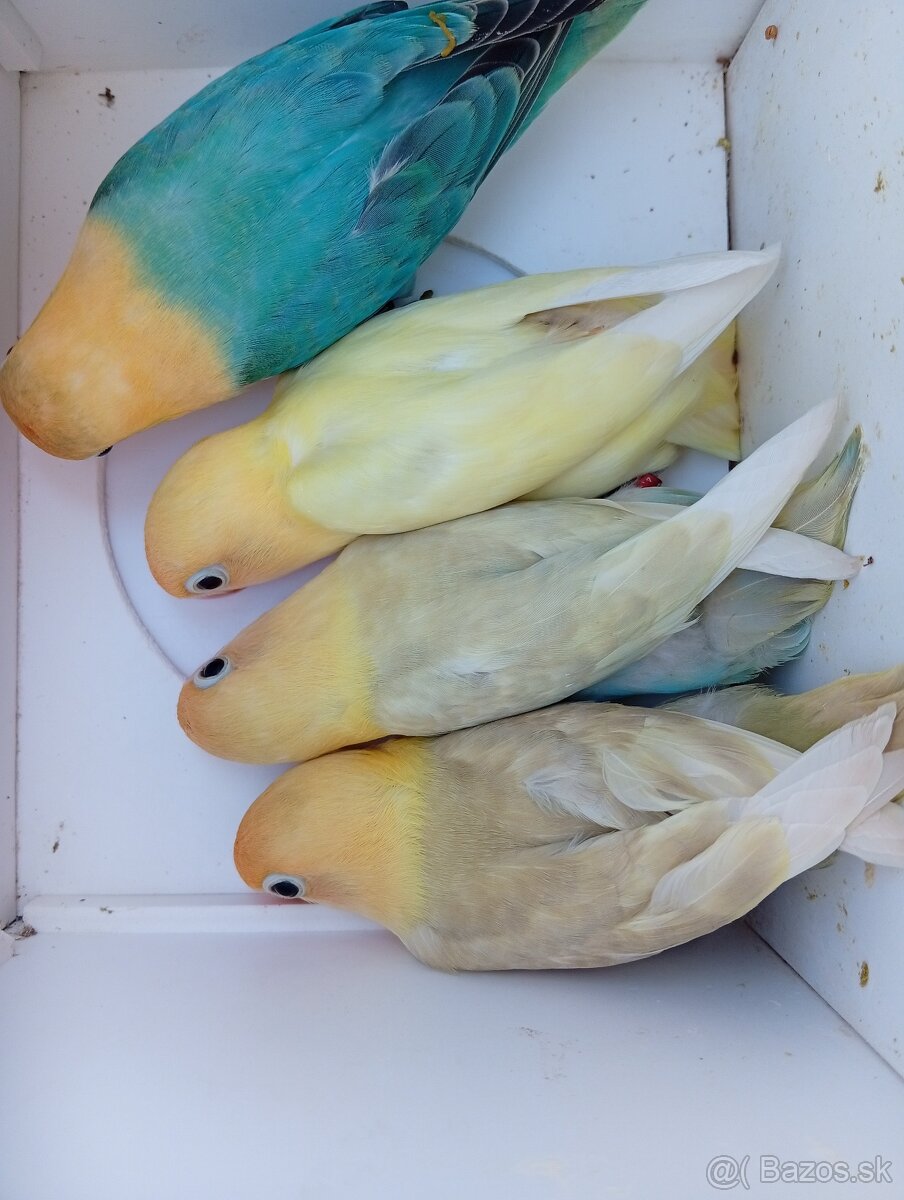 Agapornis Fischer - 3