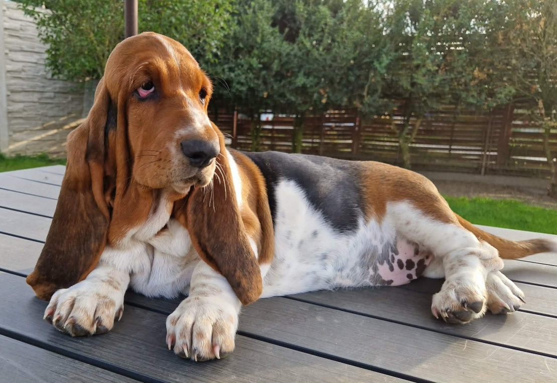 Basset hound - holčička Dulcibella s PP - 3