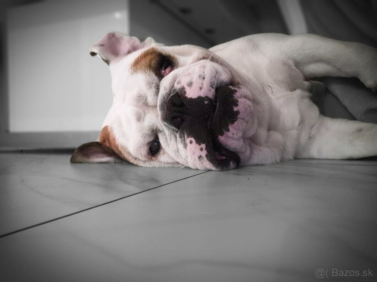 Anglicky buldog krytie - 3