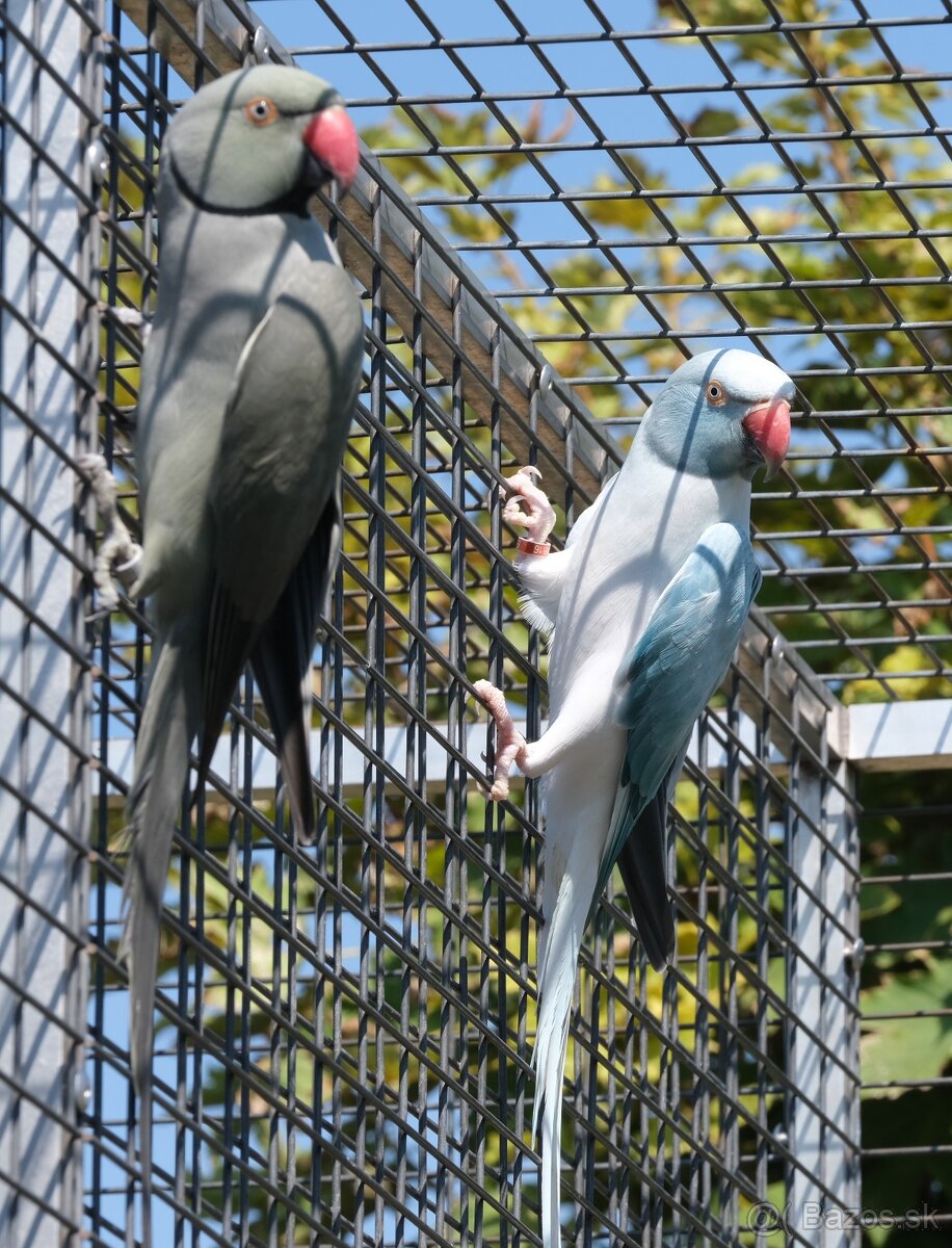 Alexander malý chovný pár - 3