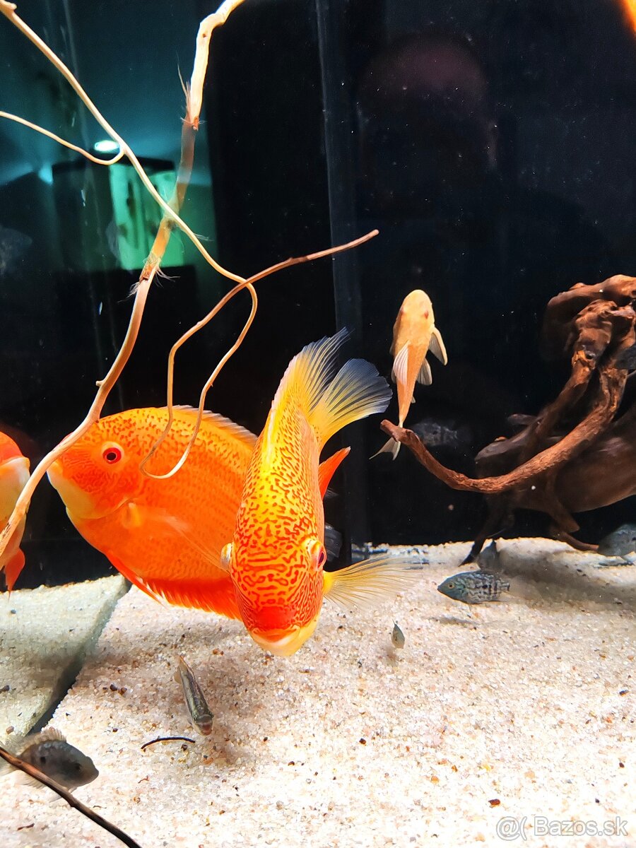 ‼️Heros super Red spotted ‼️ - 3