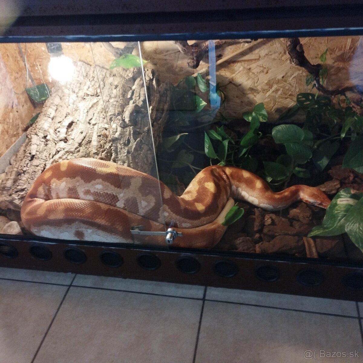 Python brongersmai - 3