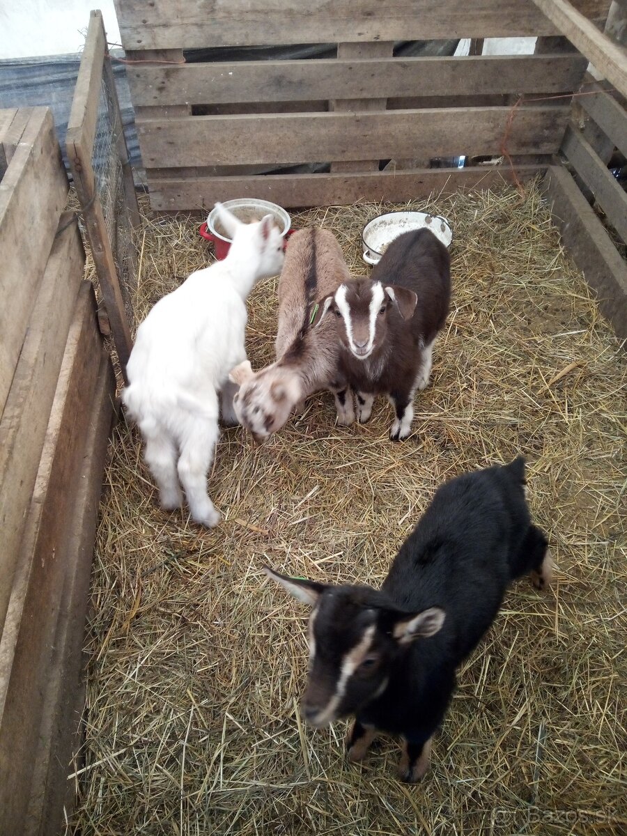 Kozliatka capkovia - 3