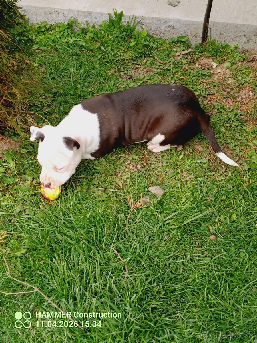 Americký Staforčírsky teriér , Amstaff - 3