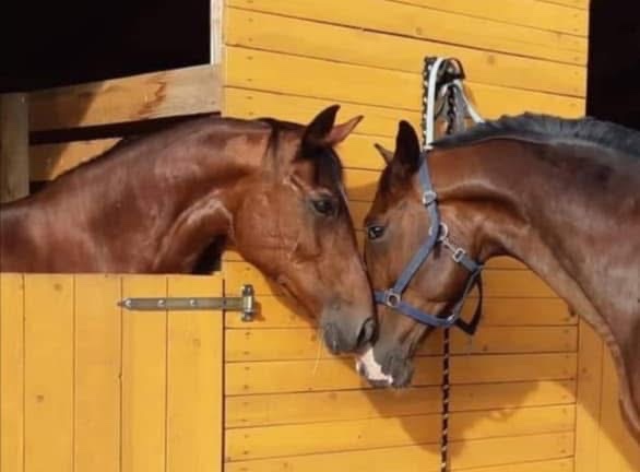 Ponúkam ustajnenie - 3