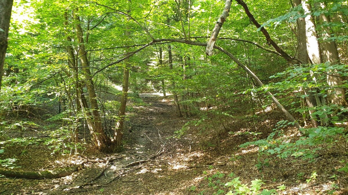 Revúca – 2.479 m2 LES – PREDAJ - 3