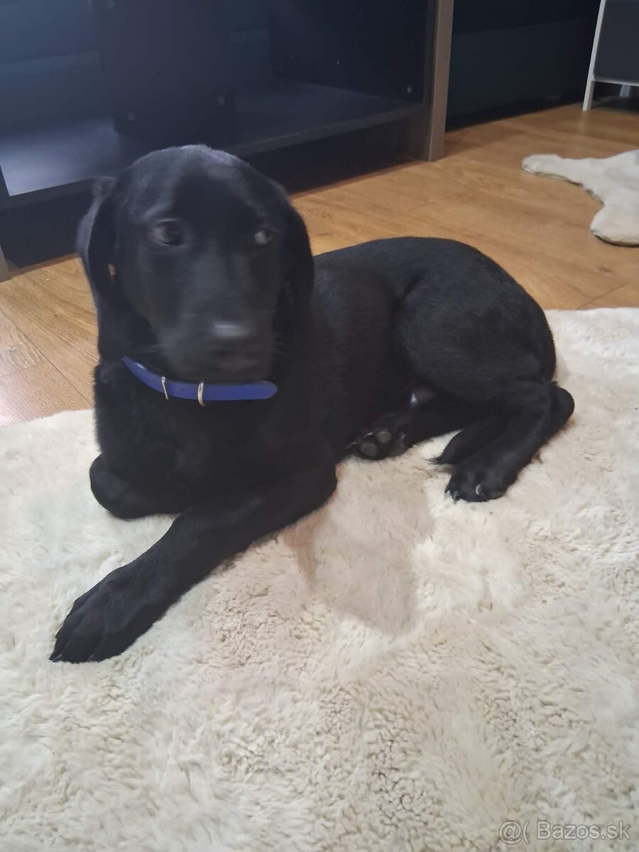 Darujem do dobrých rúk je velmi hravi a prítulný - 3