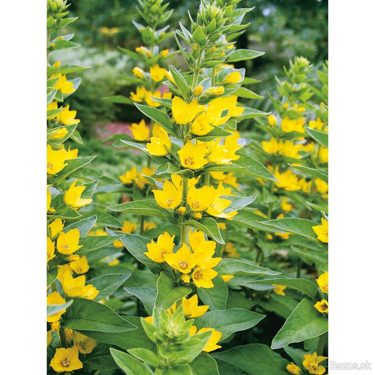 Čerkač bodkovaný , čerkač peniažtekový - 3