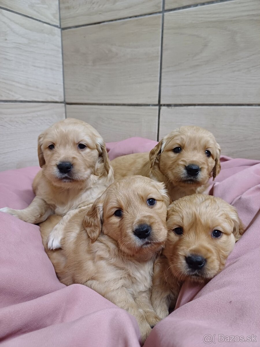 Zlatý retriever - 3