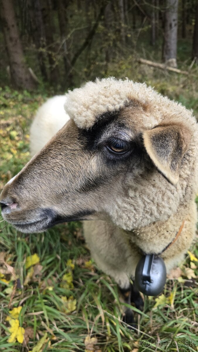 Predám ovce - 3