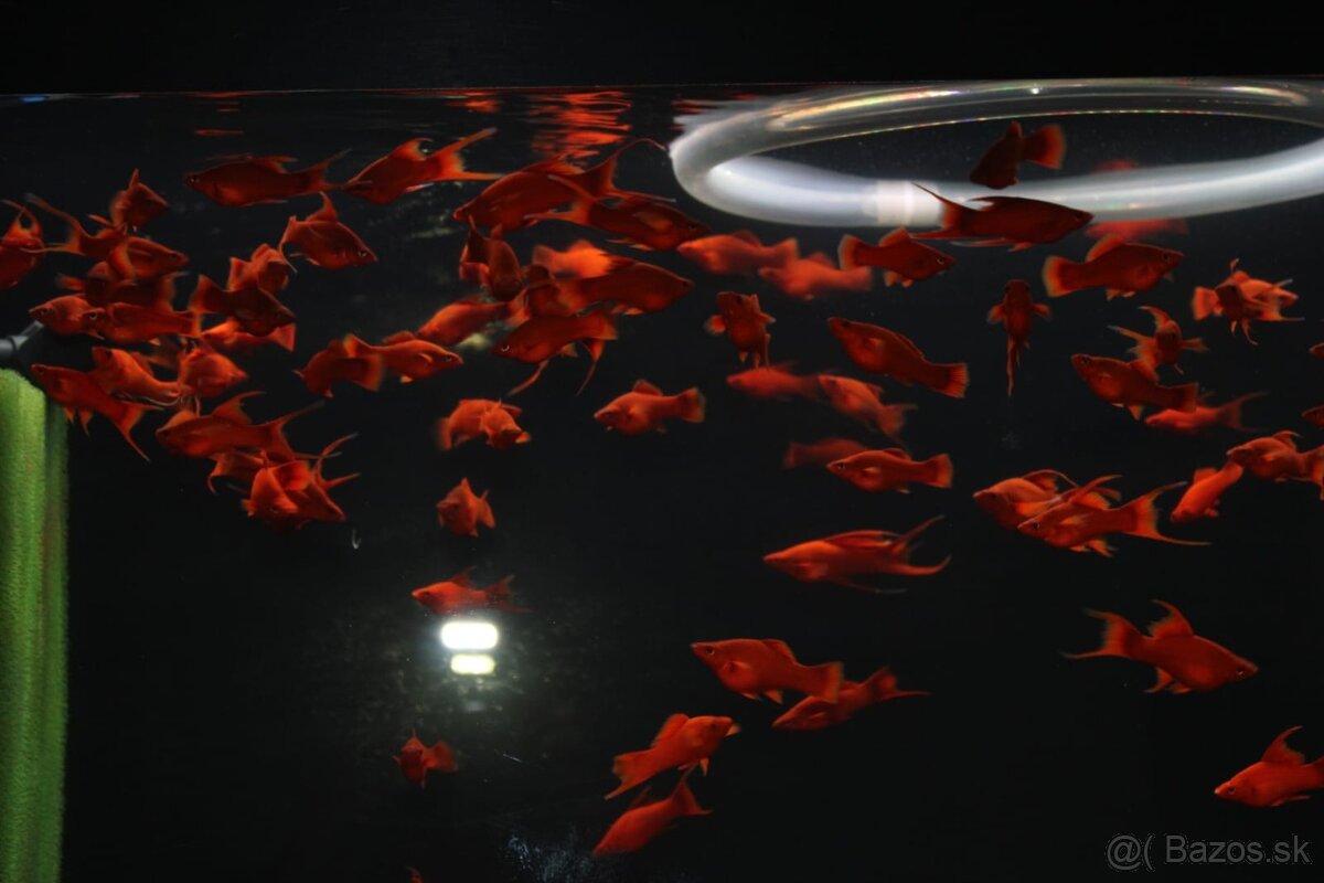 ⛔️Xiphophorus Helleri Red Ruby⛔️ - 3