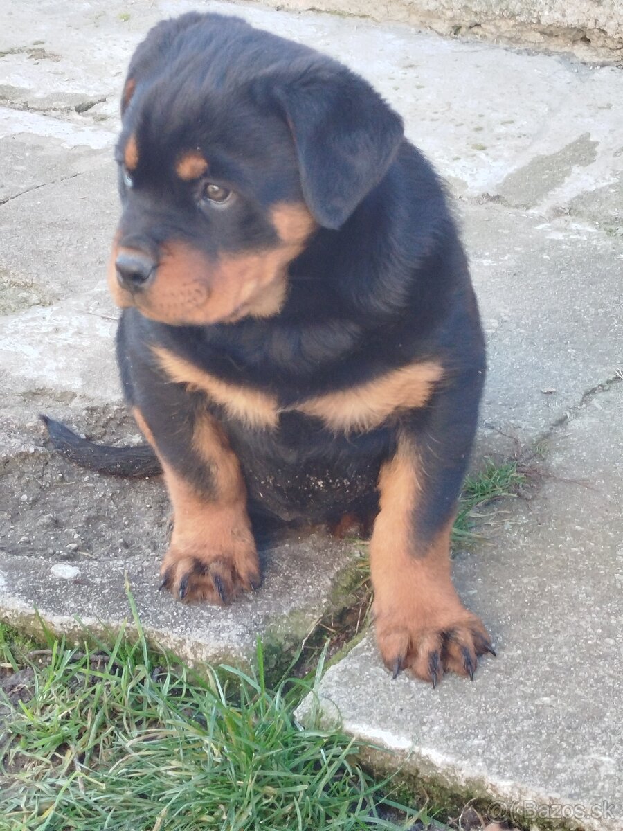 Šteniatko rotvajlera - 3