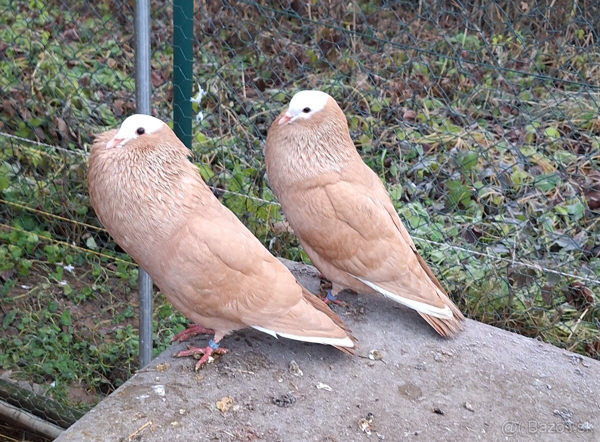 Slovenské hrvoliaky - 3