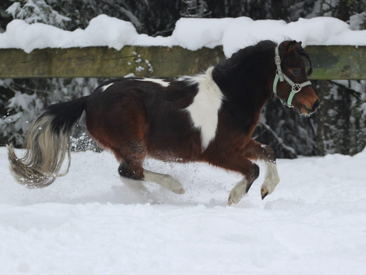 Belgický miniatúrny poník - 3