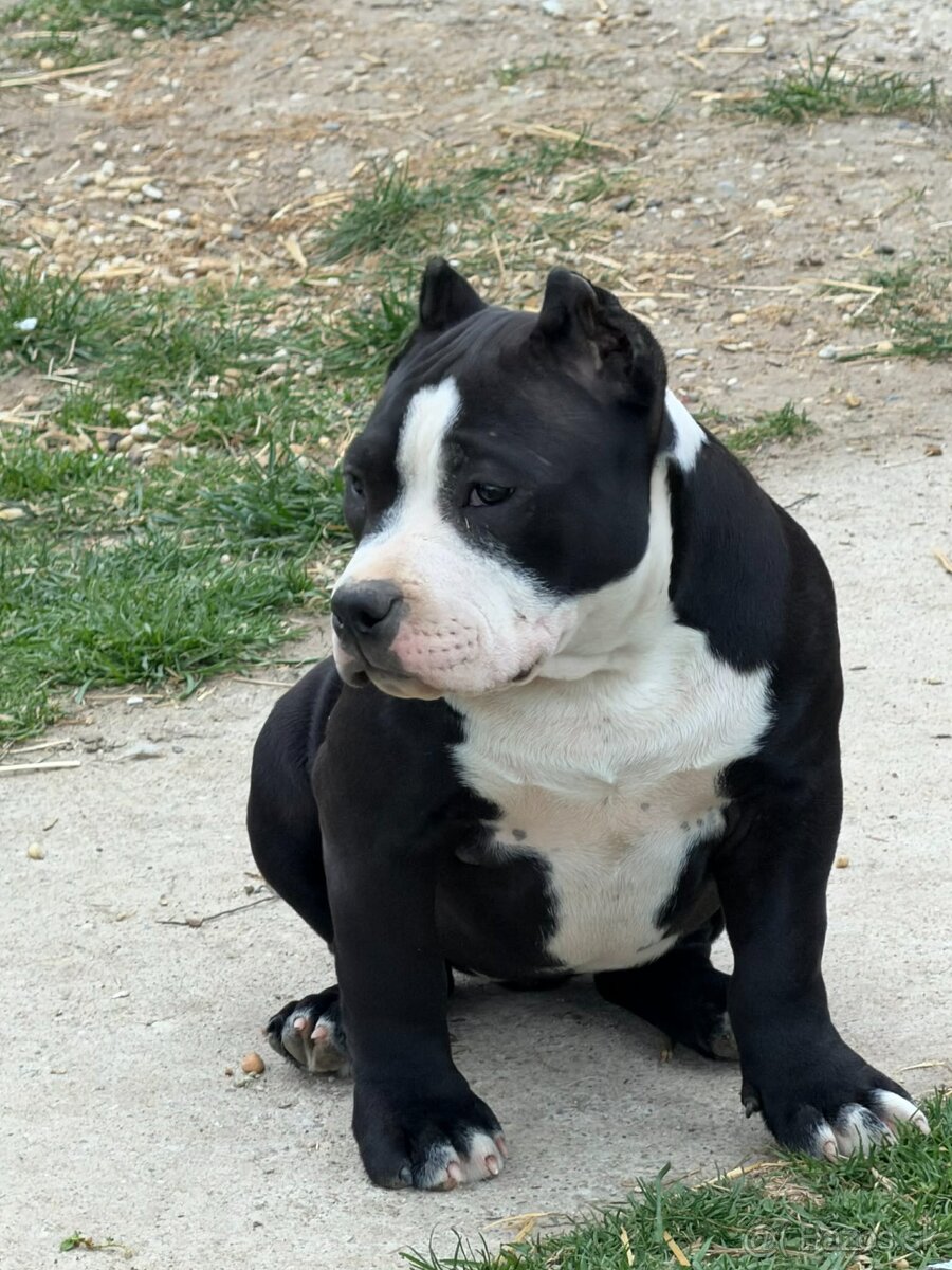 Na predaj American Bully - 3