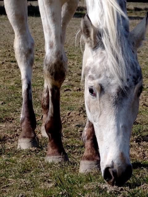 Appaloosa kobylka - 3