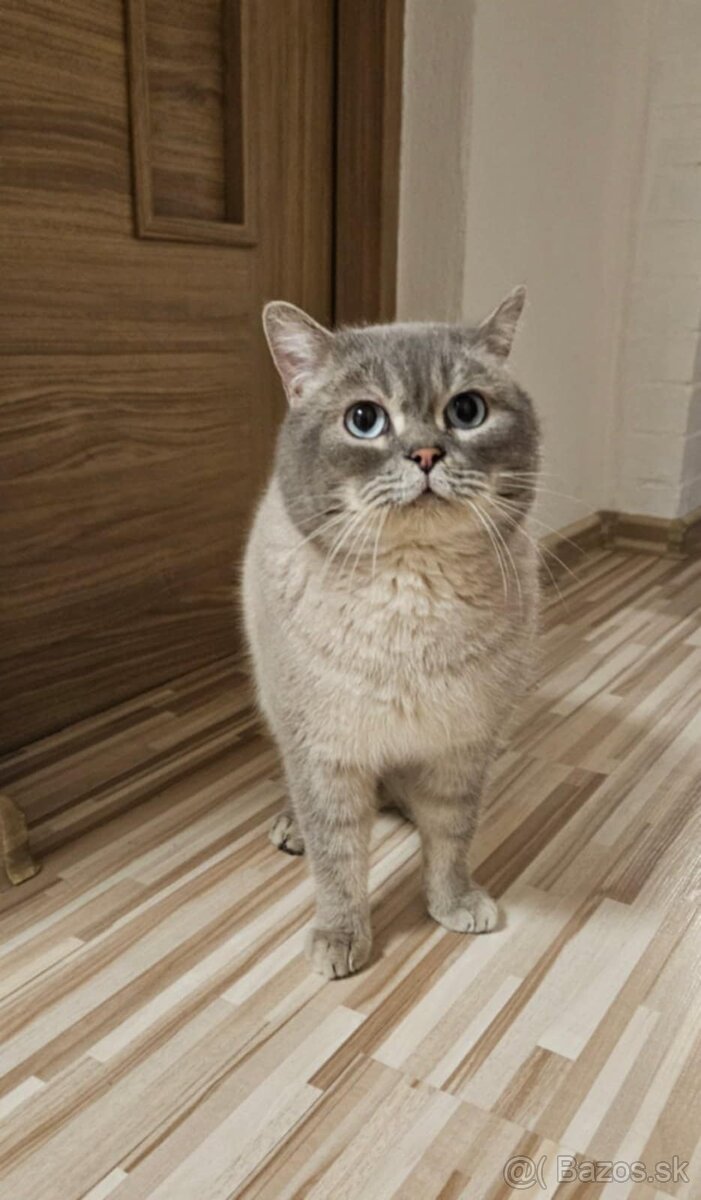 Predam krasne Britske Maciatko - 3