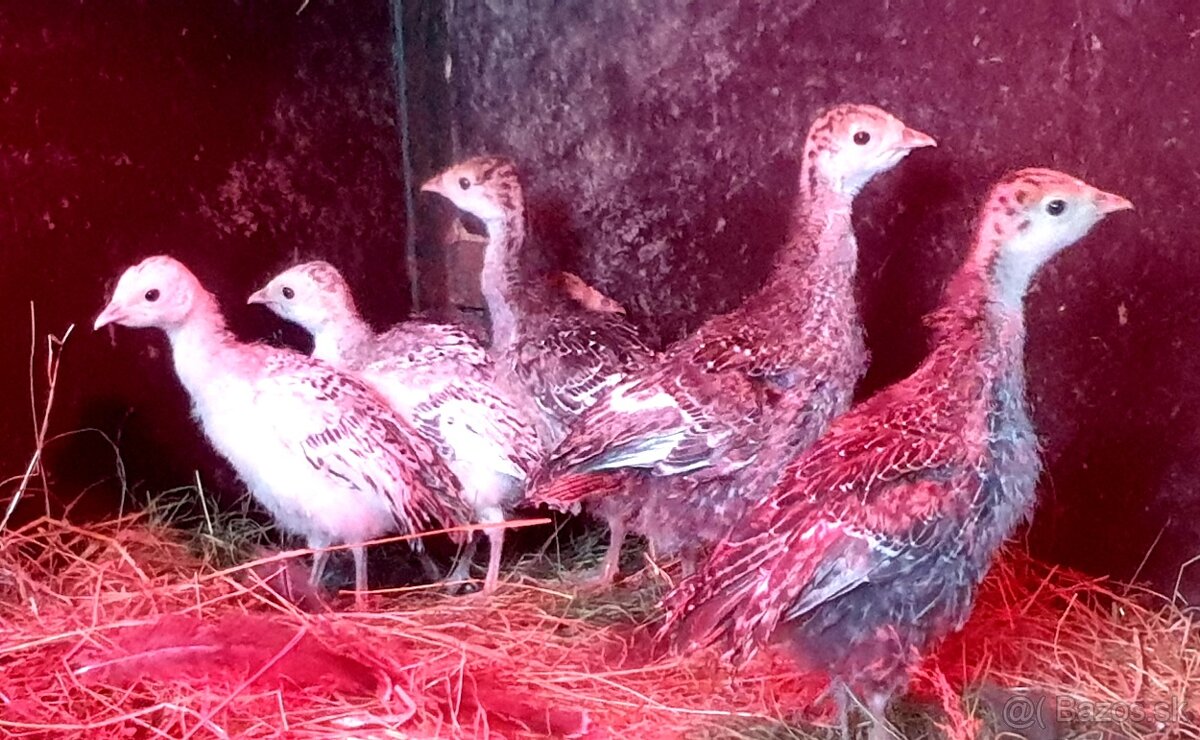 Kurcata morky bronzovej - 3