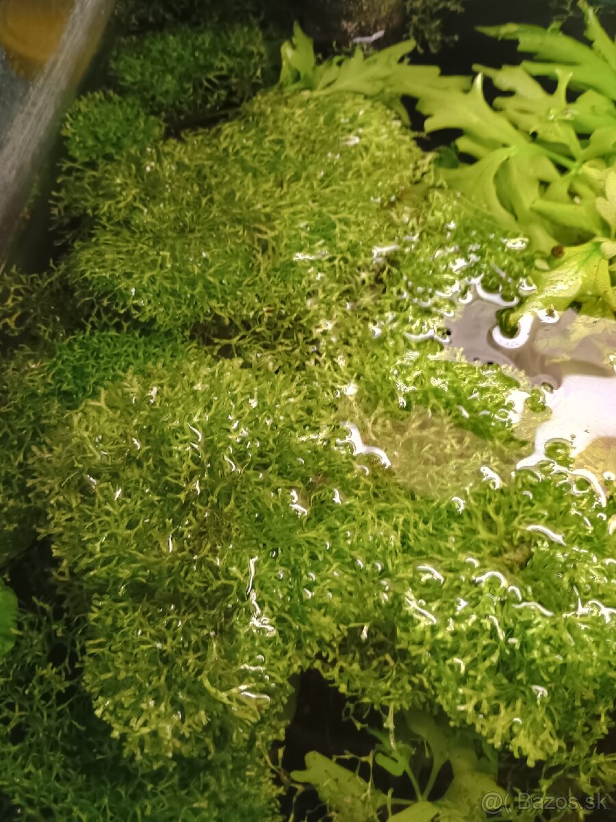 Riccia fluitans (mach) - 3