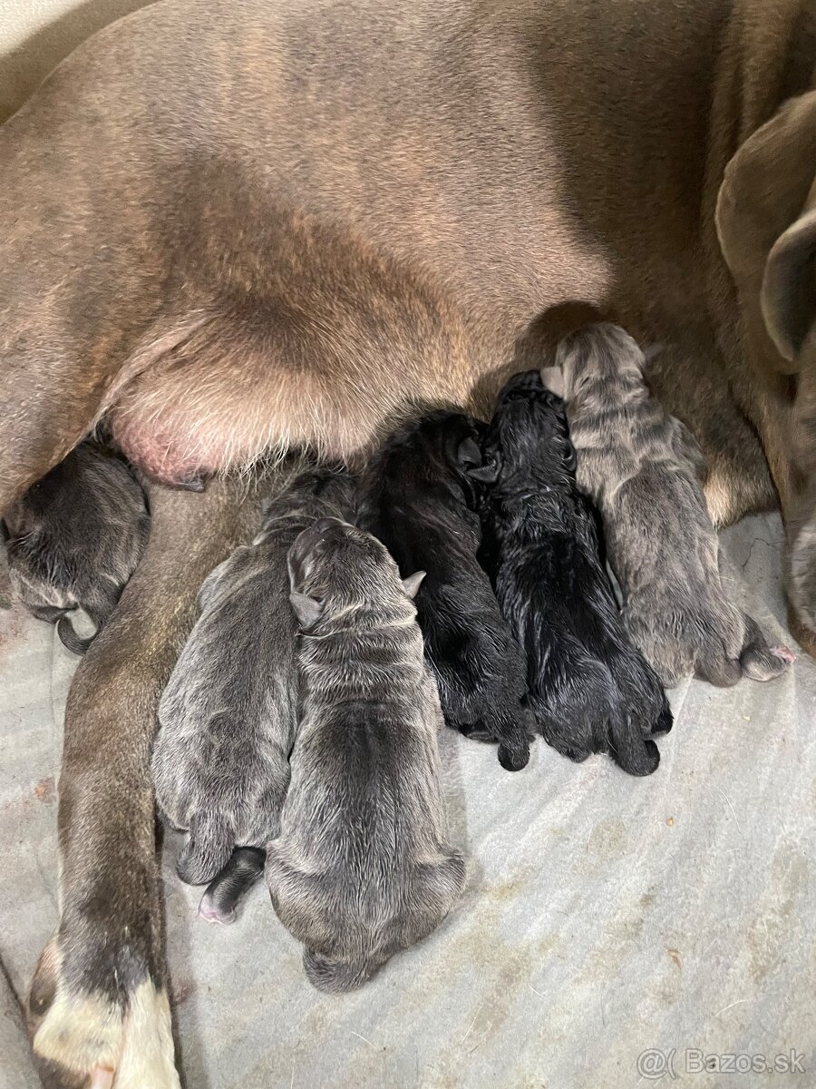 Cane Corso šteniatka - 3