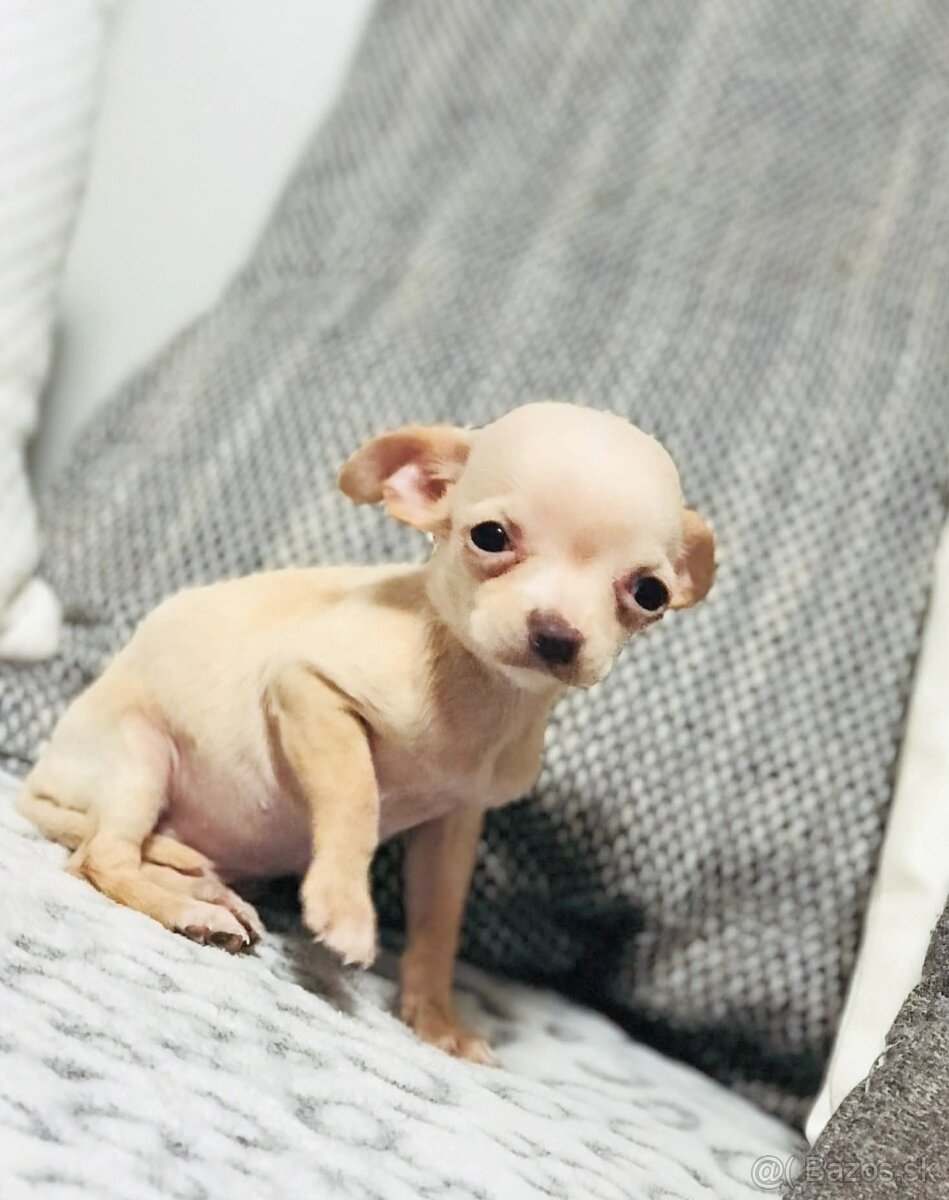 Extra mini.civava - 3