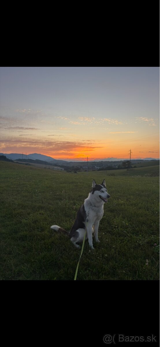 Darujem psa huskyho - 3