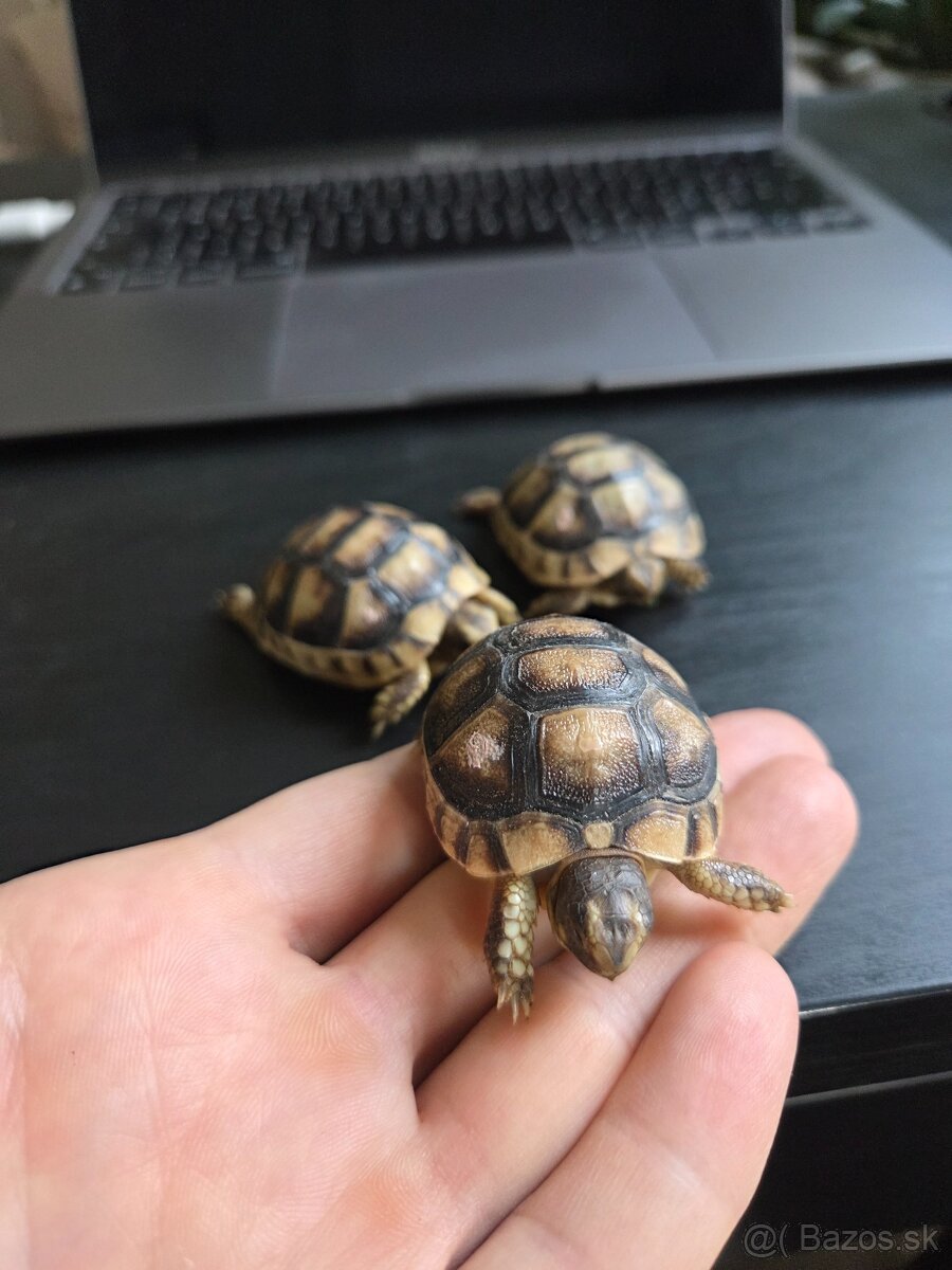 Suchozemska korytnacka mlada pod stromcek - 3