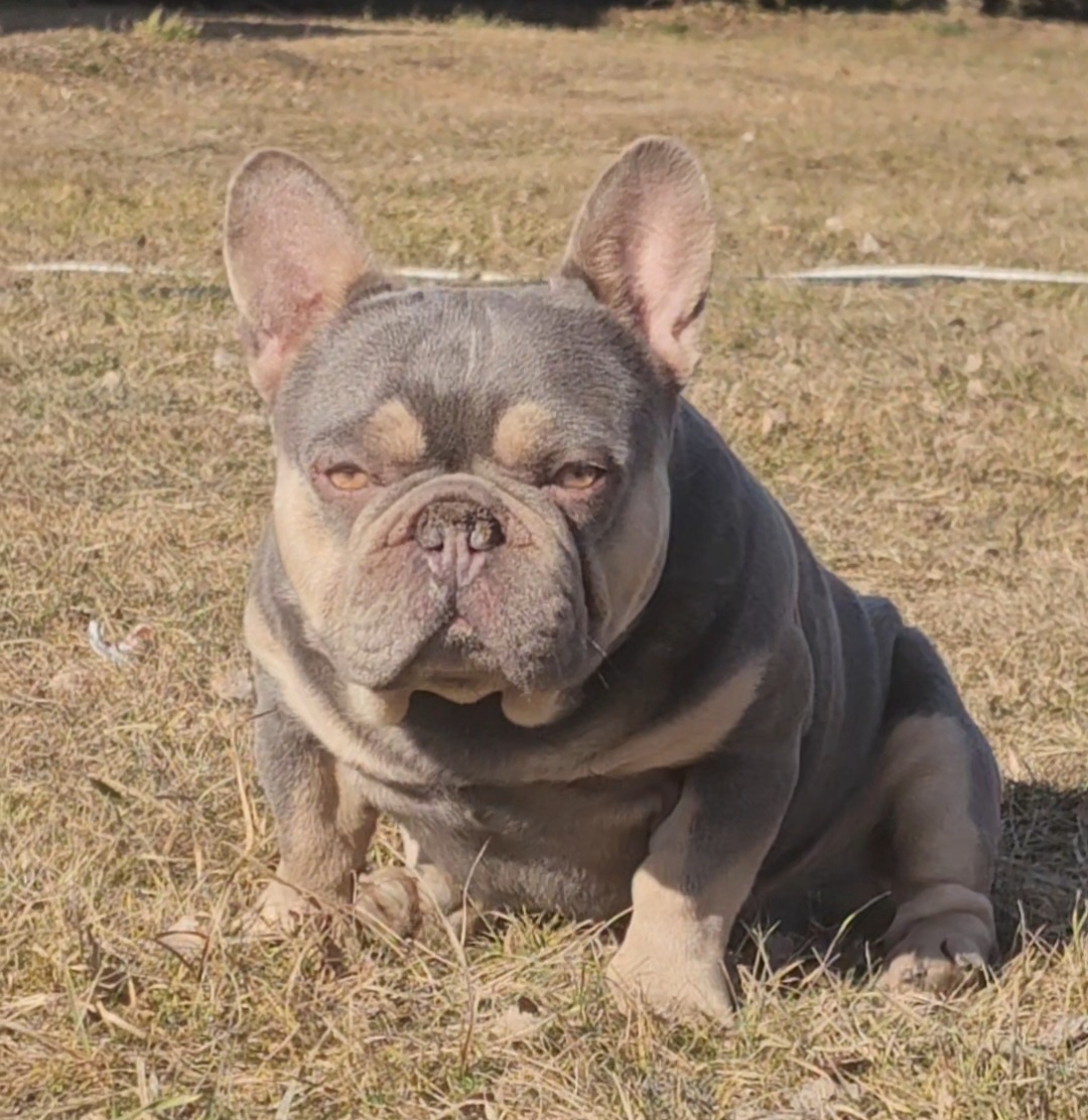 Francúzsky buldoček lilac tan krytie, - 3