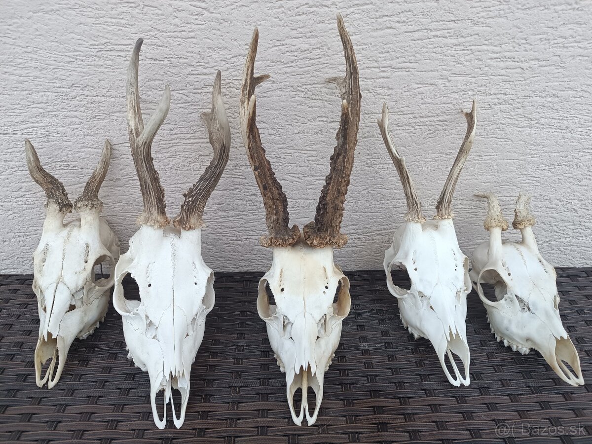 Parohy, zhody, trofeje, srnce - 3