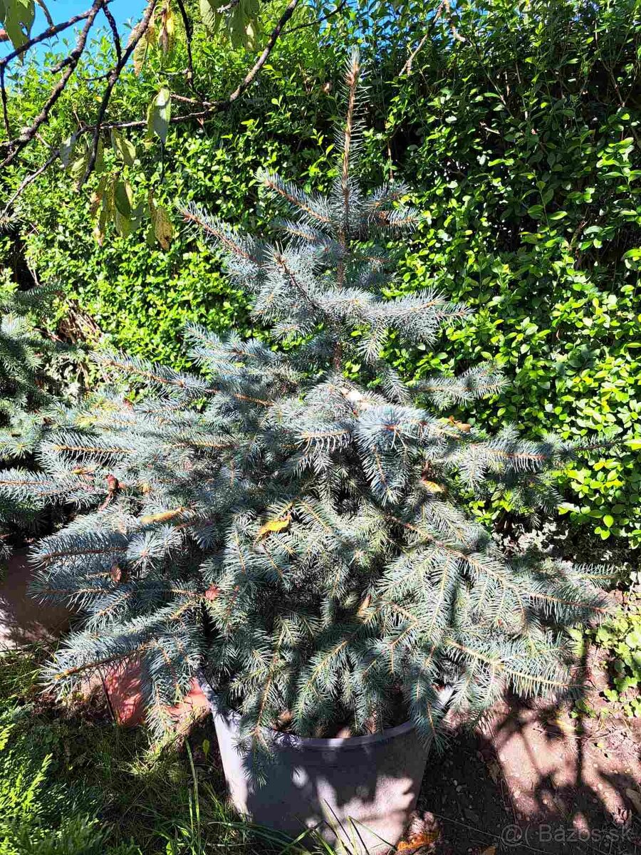 Tuja smaragd, Košice, Prešov, Rožňava, Michalov - 3