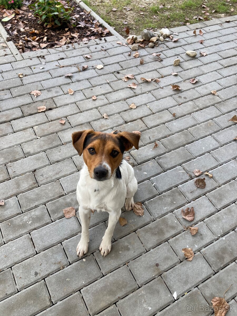 Jack Russel x Foxterier - 3