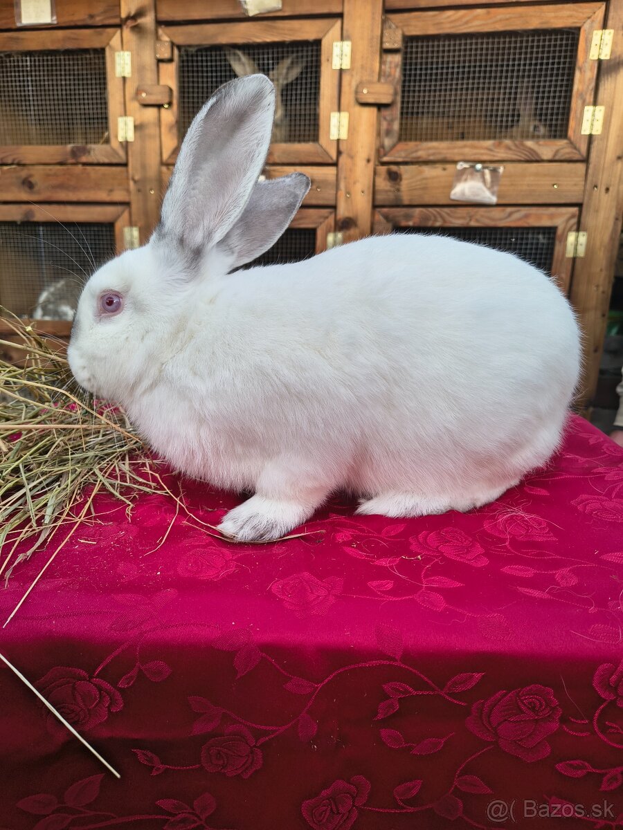 Králiky na mäso - 3