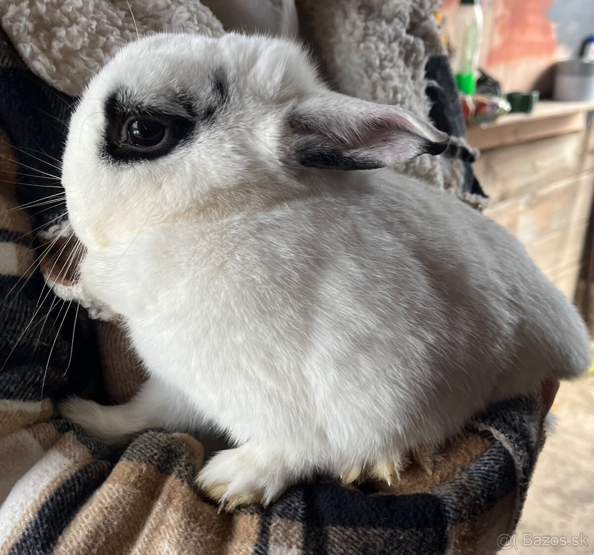 Zakrslý králik- samička, 3 roky - 3