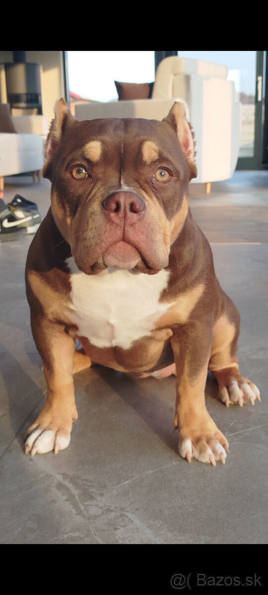 American bully Pocket / Standard s PP - 3