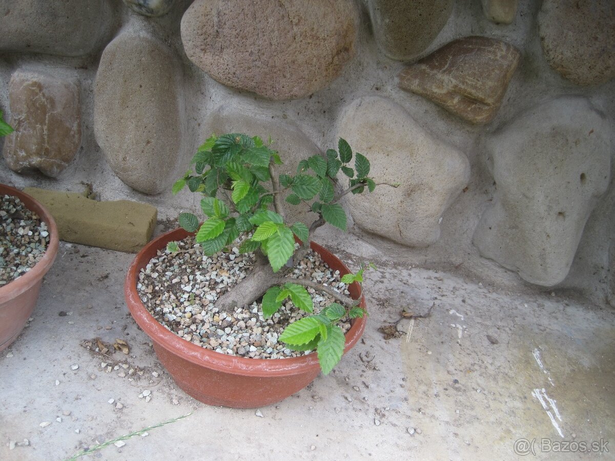 bonsai,bonsaj-hrab 3 shohin - 3