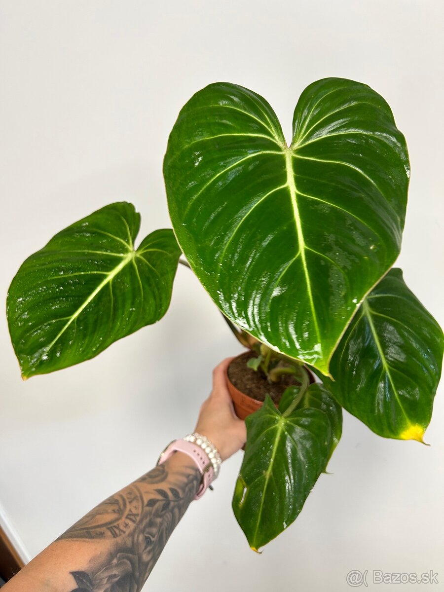 Philodendron Gloriosum - 3