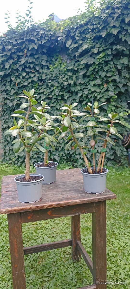 Crassula ovata - 3