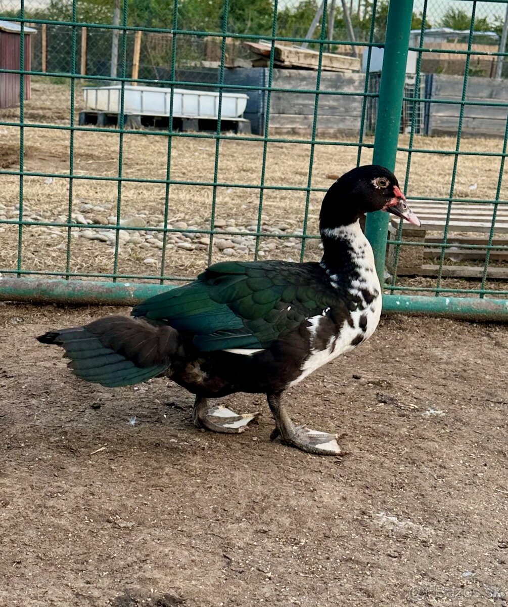 Pižmove kačky - 3