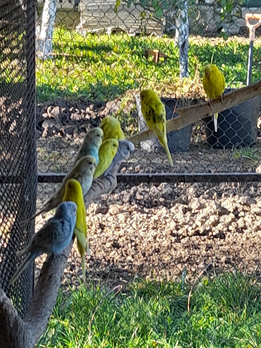 Predám rozely lutino, rubino, penant, andulky - 3