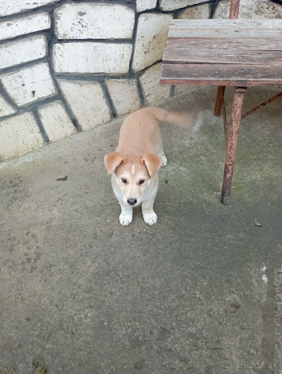 Šteniatka šteňata stenata - 3