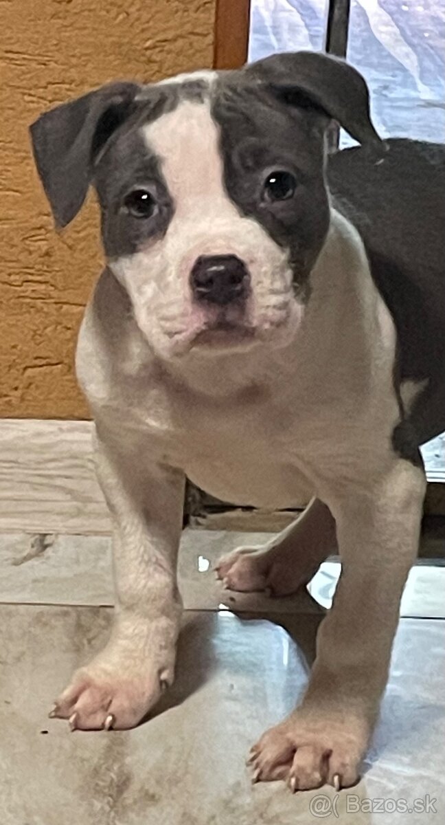 Americký stafordšírsky teriér, Staford - 3