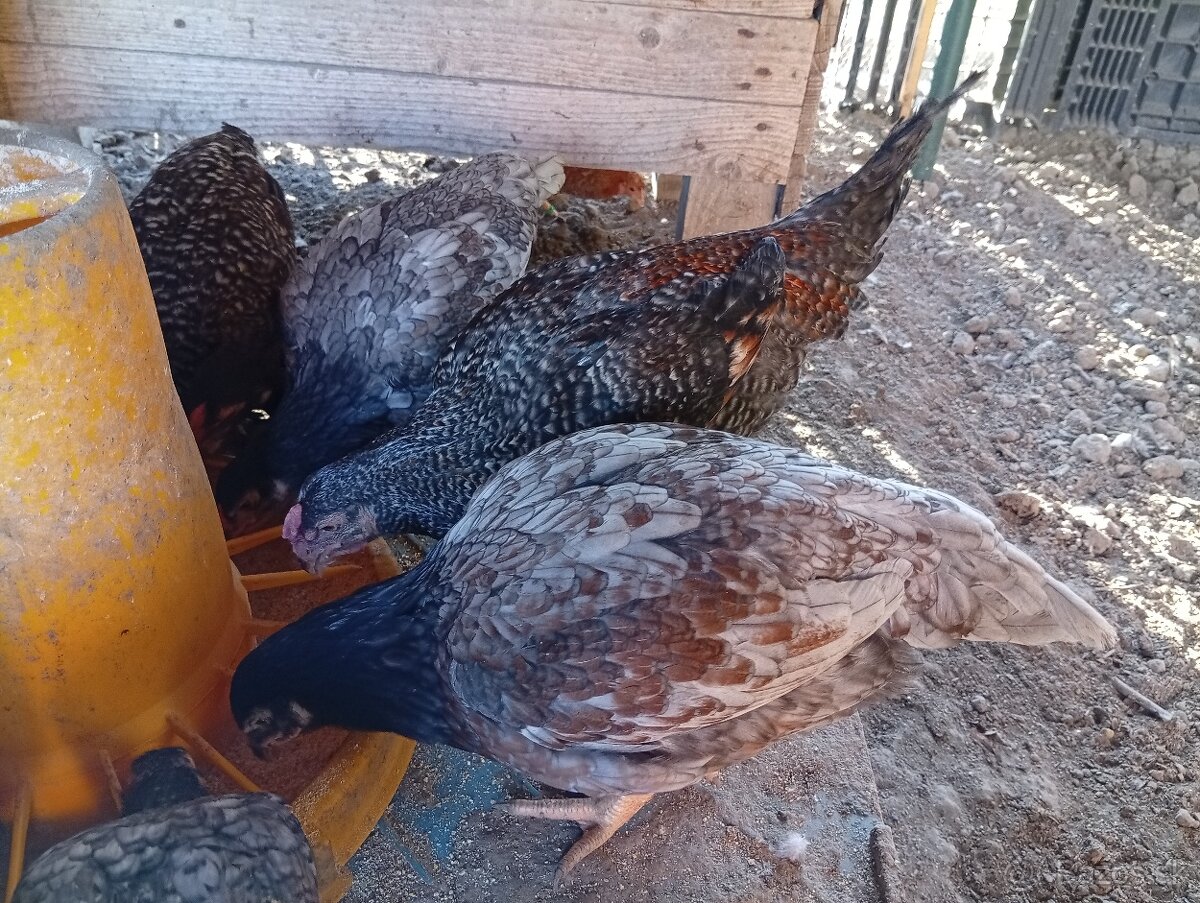 Indická bojovníčka - 3